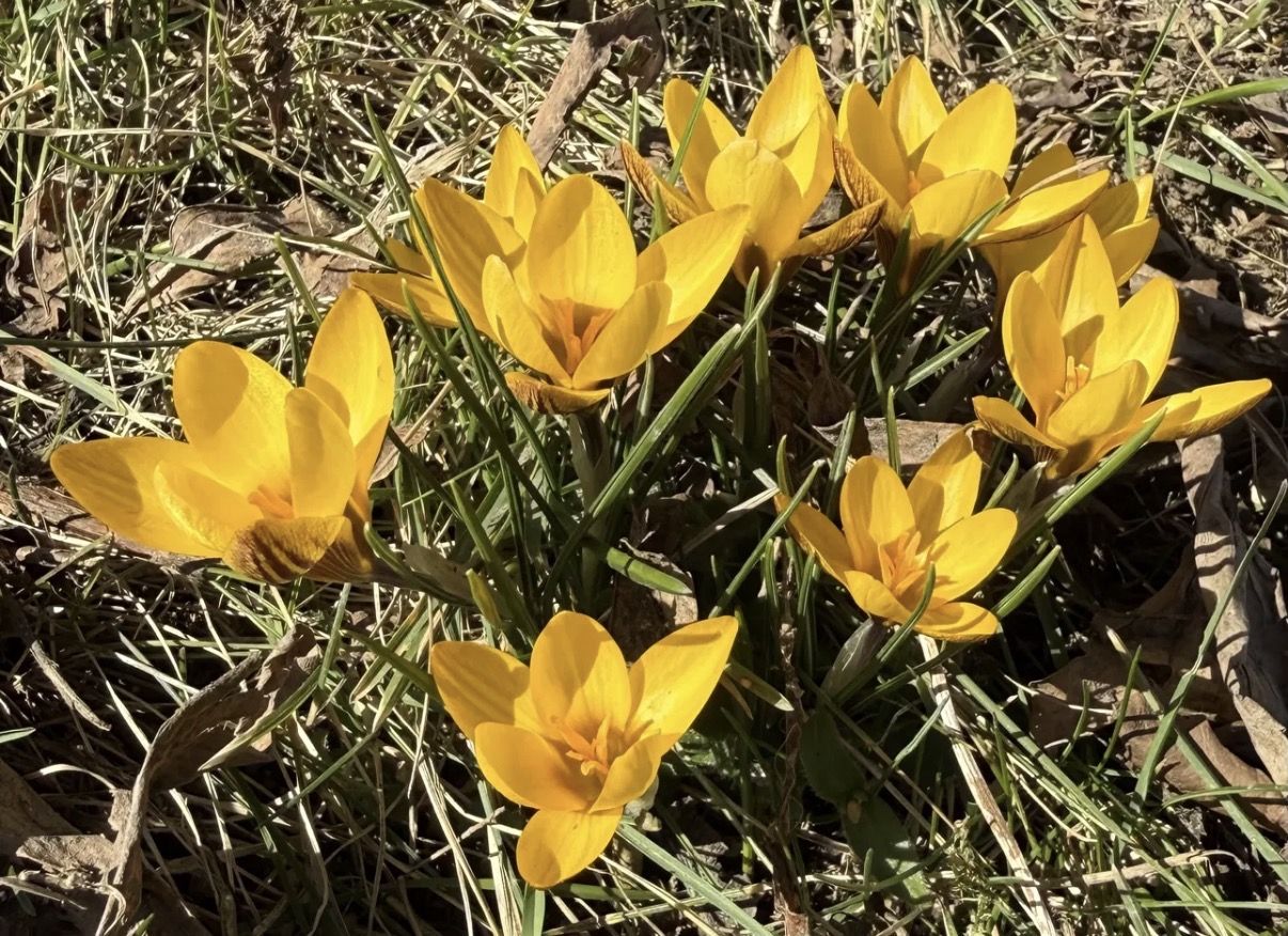 Gelbe Krokusse Frühling