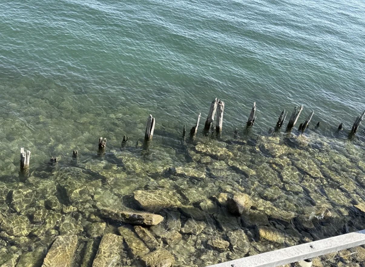 Holzpfähle Bodensee