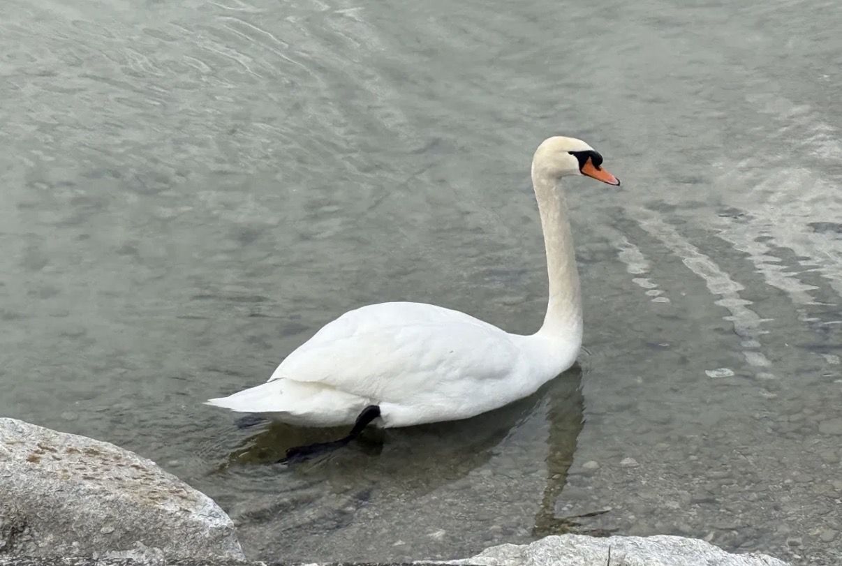 Schwan Chiemsee