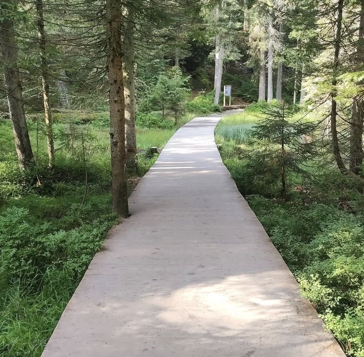 Waldweg Bayerischer Wald